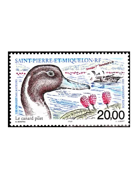 timbre de ST PIERRE ET MIQUELON PA n° 79, Canard, collection Dom-Tom