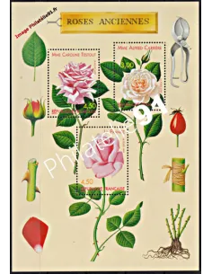 BF   24 - Roses
