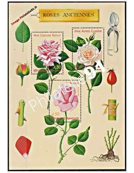 BF   24 - Roses