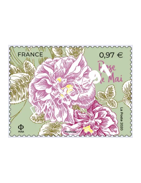 Timbre n° 5400 - Fleurs de Grasse et de Méditerranée - Rose de Mai