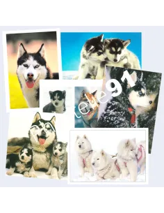 Tous Pays, lot de Cartes postales thématiques, timbres thématiques