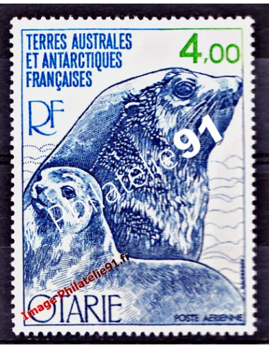 TAAF -  P.A. n°  54 - Faune - Otarie