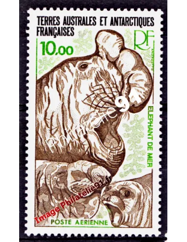 TAAF -  P.A. n°  55 - Faune - Eléphant de mer