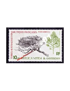 TAAF -  P.A. n°  60 - Flore - Le Phylica nitida