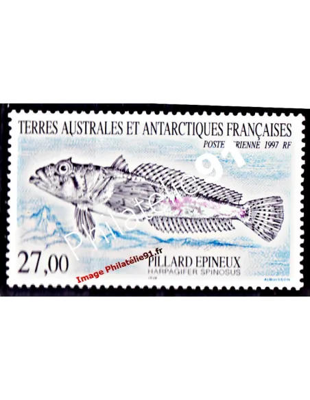 TAAF -  P.A. n° 145 -Faune antarctique. Poisson. pillard épineux