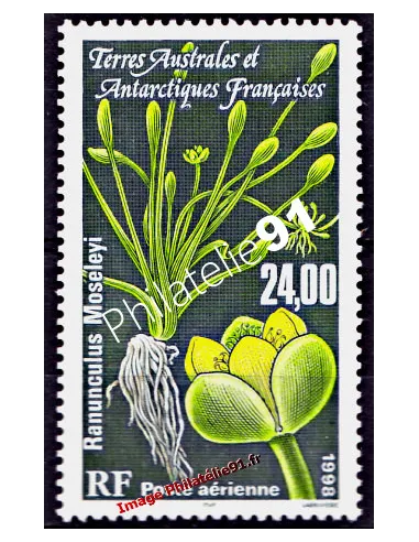 TAAF -  P.A. n° 146 - Flore antarctique - Ranunculus moseleyi