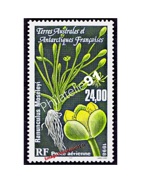 TAAF -  P.A. n° 146 - Flore antarctique - Ranunculus moseleyi