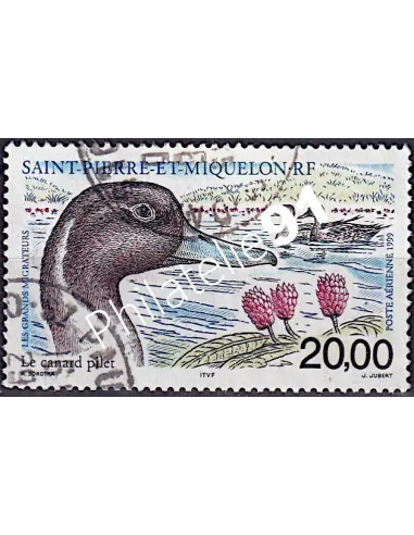 timbre de ST PIERRE ET MIQUELON PA n° 79, Canard, collection Dom-Tom
